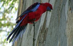 crimson rosella beside Anglers Reach fire trail