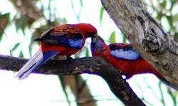 crimson rosella male feeding female, photo by Michael Dahlem