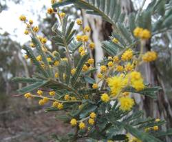 wattle growing alongside a  fire trail